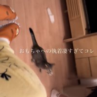 「おもちゃへの執着凄すぎてコレ」のテロップ写真1