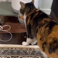 ごはんを食べ始める三毛猫