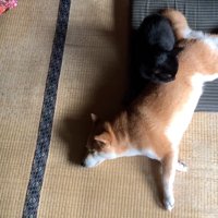 上から