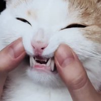 パパに口を開けられるマンチカン