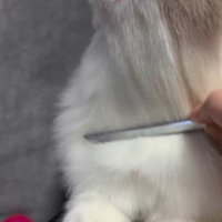 飼い主にブラッシングされて嬉しそうな表情をする猫