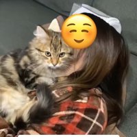 飼い主の首元で丸くなっている猫