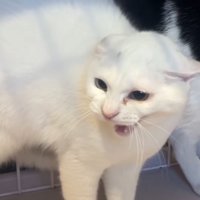 威嚇する白猫