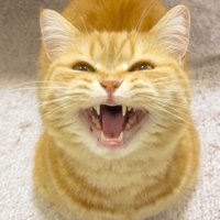 口を大きく開けて飼い主の言葉に応える猫