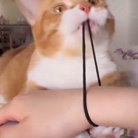 飼い主の腕に付いた髪ゴムを伸ばしていく猫
