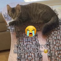 猫よけマットの上に座り込む猫