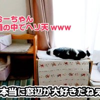 みんなでお昼寝