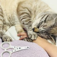 ママの手を掴んで寝たふりをするシャムミックス