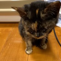 座っている子猫