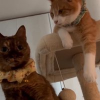 同居猫を見つめる猫