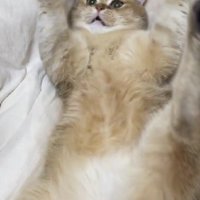 バンザイする猫