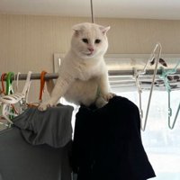 洗濯物と猫