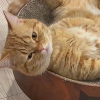 穏やかな顔で飼い主を見つめる猫