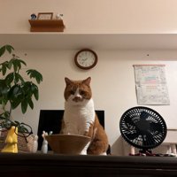 テーブルの上から飼い主を見守る猫