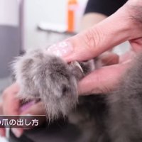 長毛猫の爪の出し方