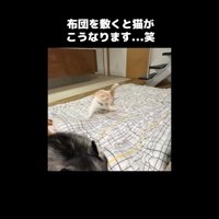 飛びかかり中