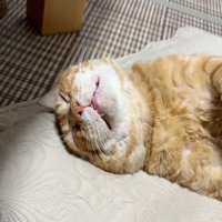リラックス猫