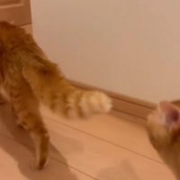 2匹の猫が歩いている