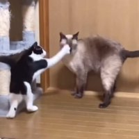 成猫に猫パンチをする子猫