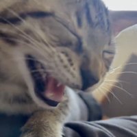 鳴いているキジトラ猫