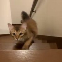 階段をのぼってくる猫6