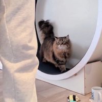 キャットホイールを使う猫