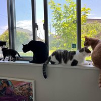 窓際にいるたくさんの猫