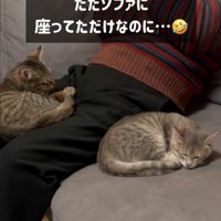 隣に座る子猫