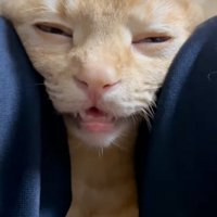 気持ちよさそうな猫