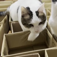 おやつを追う豆大福