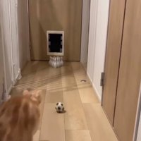 ボールに向かって走る猫