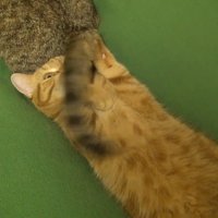 動く尻尾