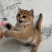 遊ぶ子猫のこたつくん