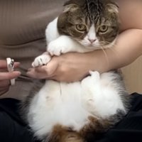 爪を切られる猫