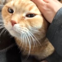 頭をなでなで