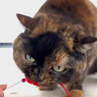 おもちゃを噛む猫