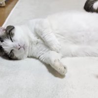 横たわる豆大福くん