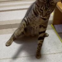 猫パンチしている猫