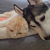 顔を寄せ合う猫と犬