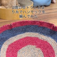 ハンモックと猫