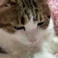 固まる猫