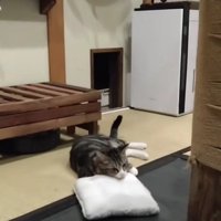 枕にあごをのせる猫