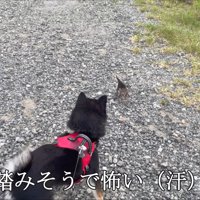 向き合う犬と子猫