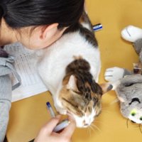 幸せそうな猫と女の子