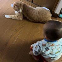振り向く猫