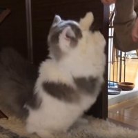 女性と猫