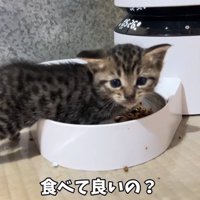 お皿に足を突っ込む子猫