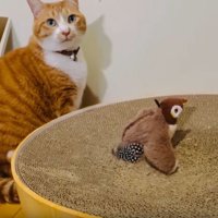 猫と鳥のおもちゃ