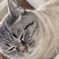 目を瞑っている猫