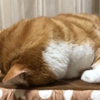 うつ伏せになっている猫の横顔